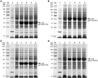 Novel p22 and p30 dual-proteins combination based indirect ELISA for detecting antibodies against African swine fever virus